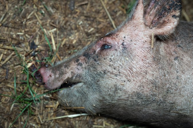 Andgar Piggery, Dublin SA (August 2025)
