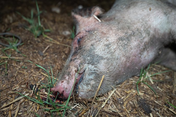Andgar Piggery, Dublin SA (August 2025)