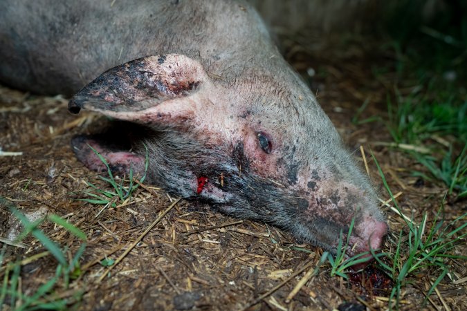 Andgar Piggery, Dublin SA (August 2025)