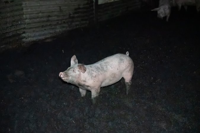 Andgar Piggery, Dublin SA (August 2025)