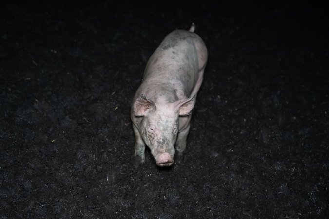 Andgar Piggery, Dublin SA (August 2025)