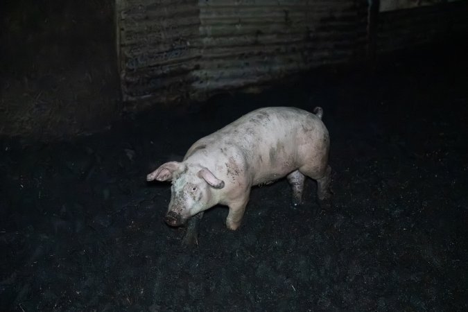Andgar Piggery, Dublin SA (August 2025)