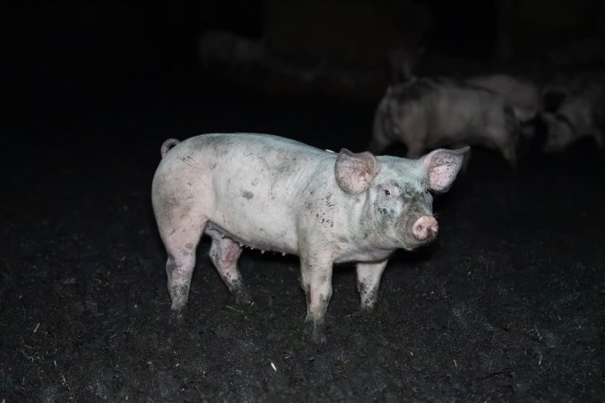 Andgar Piggery, Dublin SA (August 2025)
