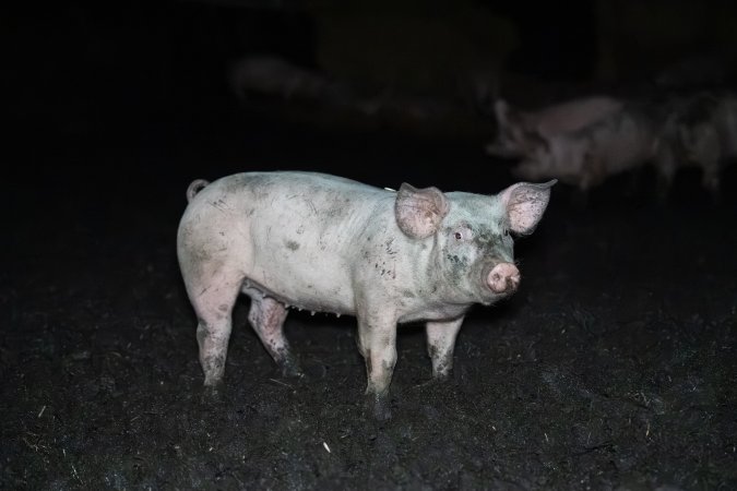 Andgar Piggery, Dublin SA (August 2025)
