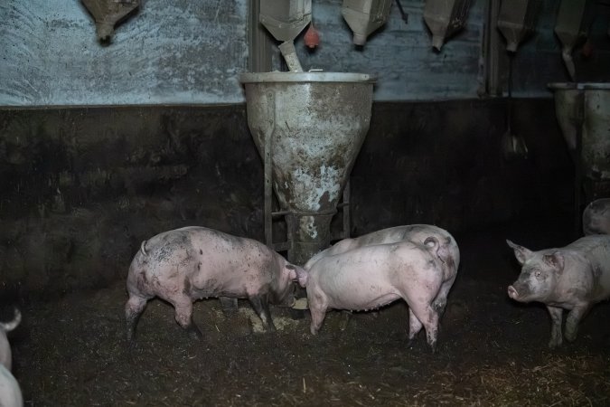 Andgar Piggery, Dublin SA (August 2025)