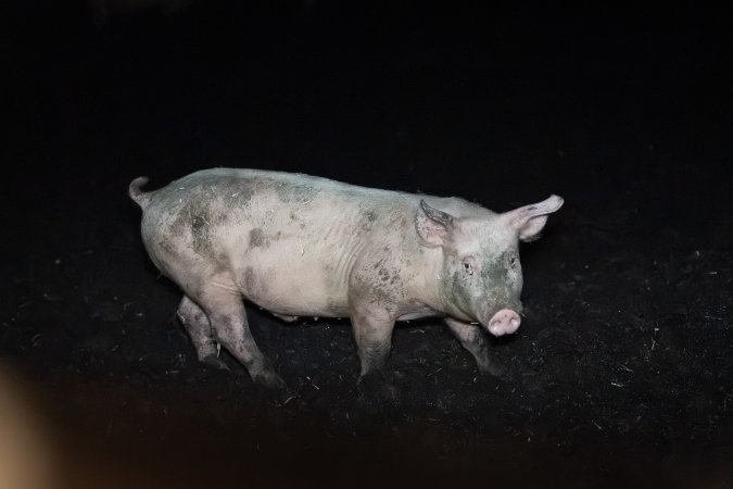 Andgar Piggery, Dublin SA (August 2025)