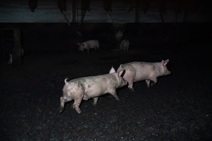 Andgar Piggery, Dublin SA (August 2025)