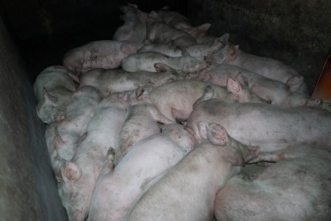 Andgar Piggery, Dublin SA (August 2025)