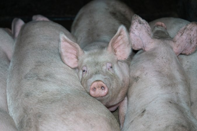 Andgar Piggery, Dublin SA (August 2025)