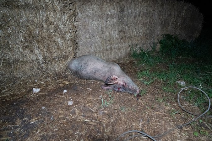 Andgar Piggery, Dublin SA (August 2025)