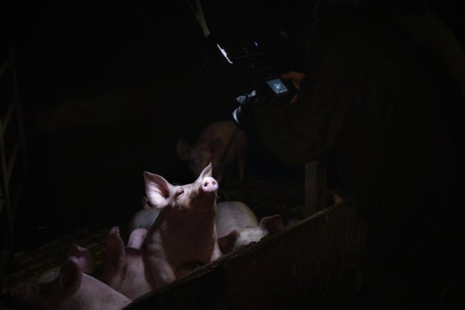 Andgar Piggery, Dublin SA (August 2025)