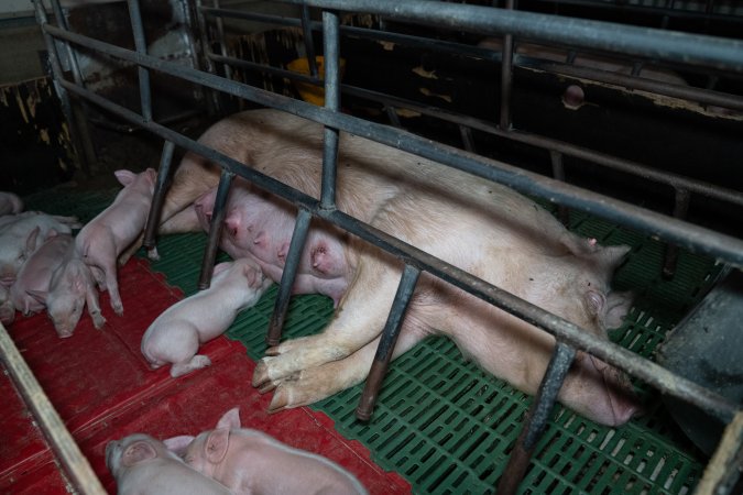 Finniss Park Piggery 2025
