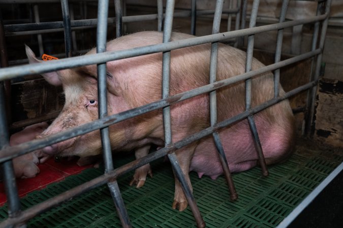 Finniss Park Piggery 2025