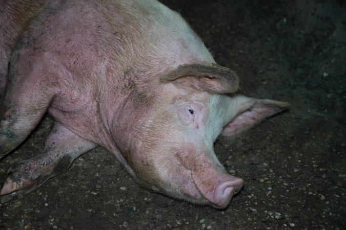 Finniss Park Piggery 2025