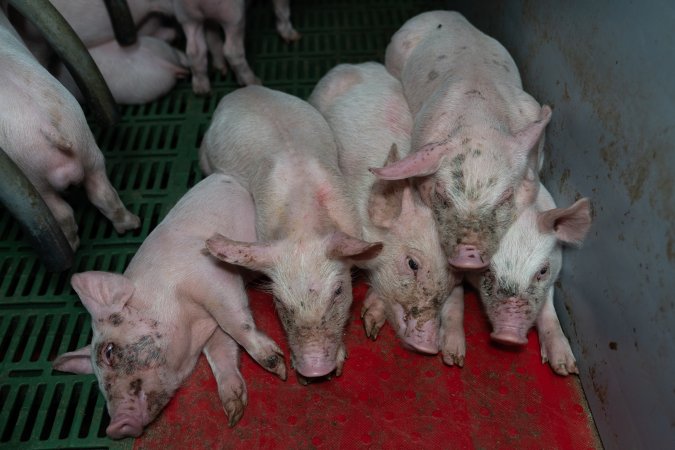 Finniss Park Piggery 2025