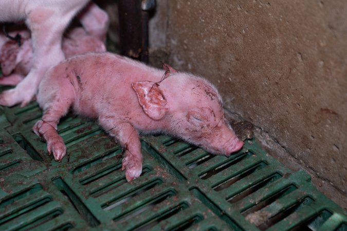 Newborn piglet struggles to stay alive