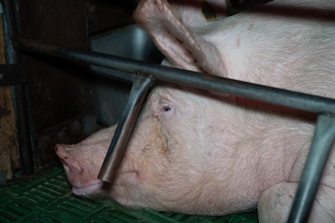Side of sow's face, lying down in farrowing crate