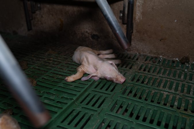 Dead piglet in farrowing crate
