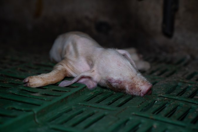 Dead piglet in farrowing crate