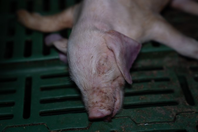 Dead piglet in farrowing crate