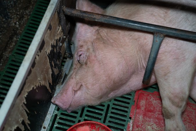 Sow lying down in farrowing crate