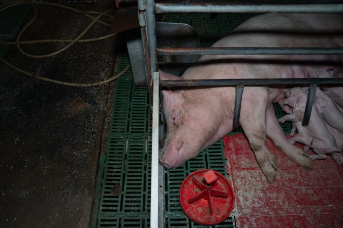 Sow lying down in farrowing crate, nursing piglets