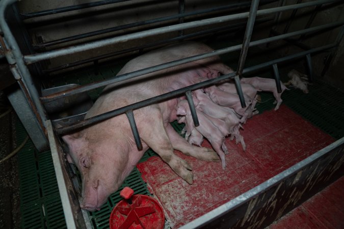 Sow lying down in farrowing crate, nursing piglets