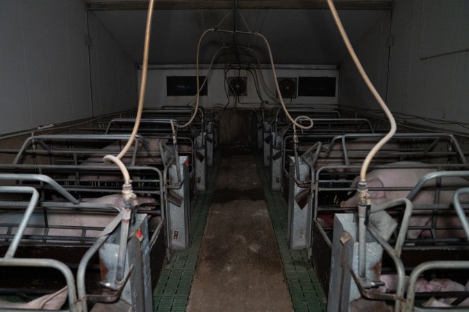 Looking down aisle of farrowing room