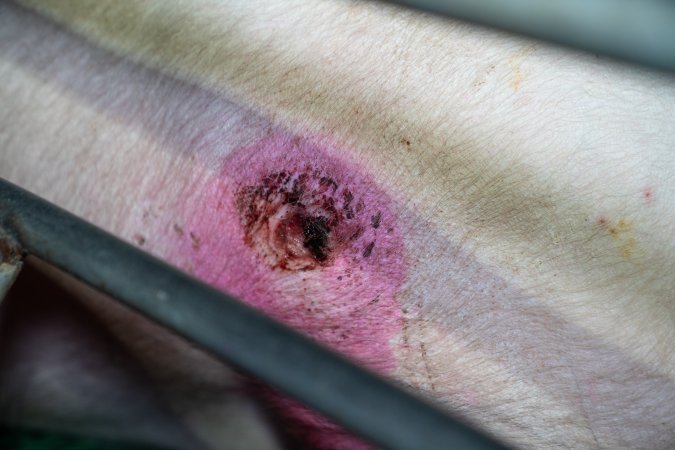 Sow with pressure sore in farrowing crate
