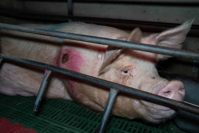 Sow with pressure sore in farrowing crate