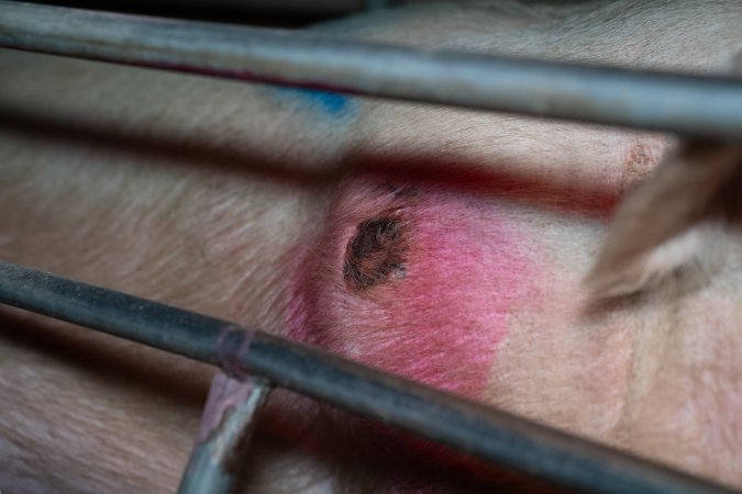 Sow with pressure sore in farrowing crate