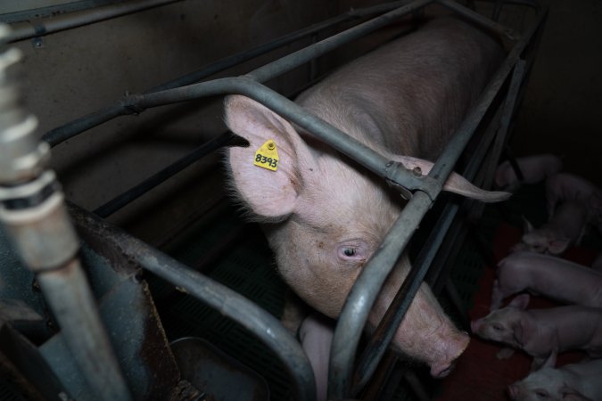 Sow in farrowing crate