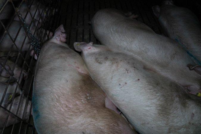 Sows in group pen