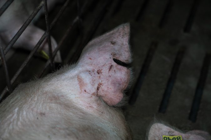 Sow's ear with notch and scratches