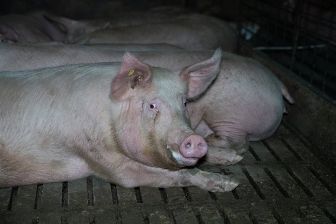 Sows in group pen