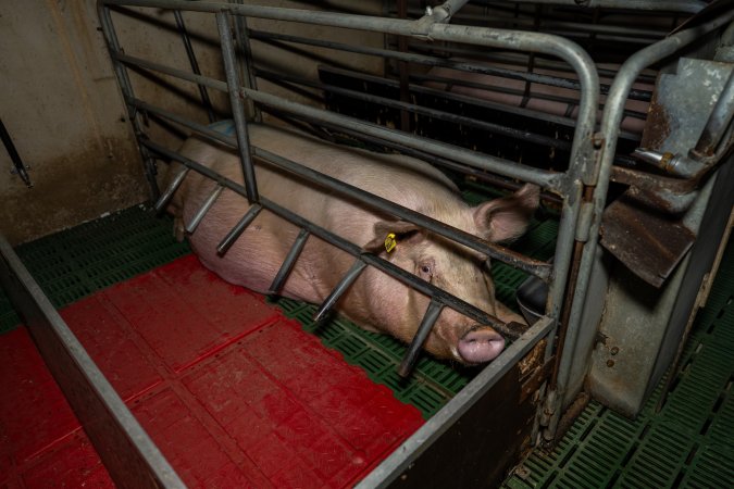 Sow in farrowing crate