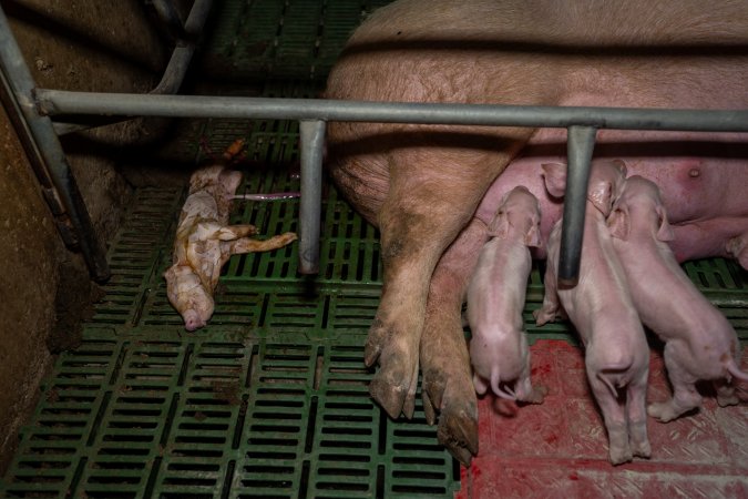 Dead piglet behind sow in farrowing crate