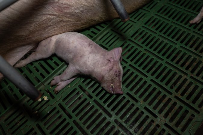 Dead piglet in farrowing crate