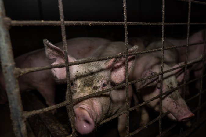 Grower pigs