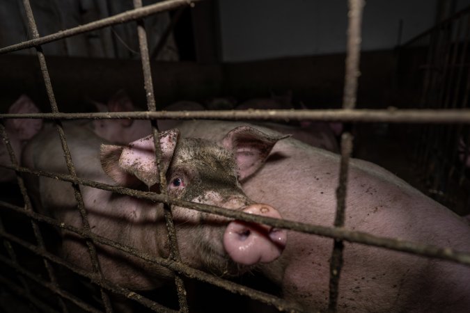 Grower pigs