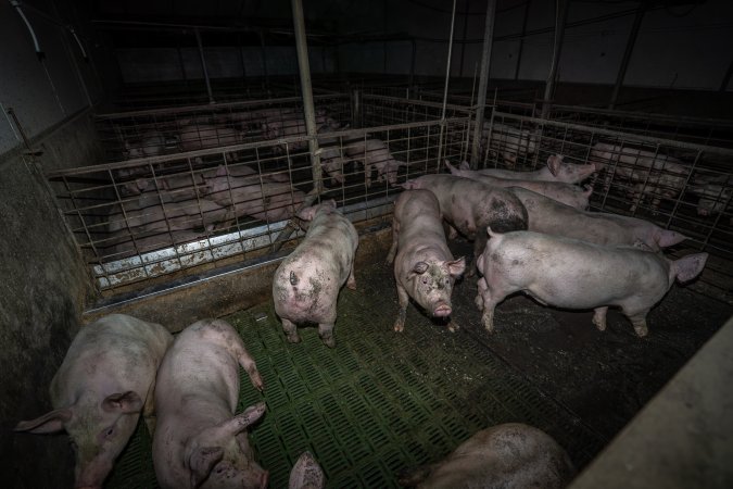 Grower pigs