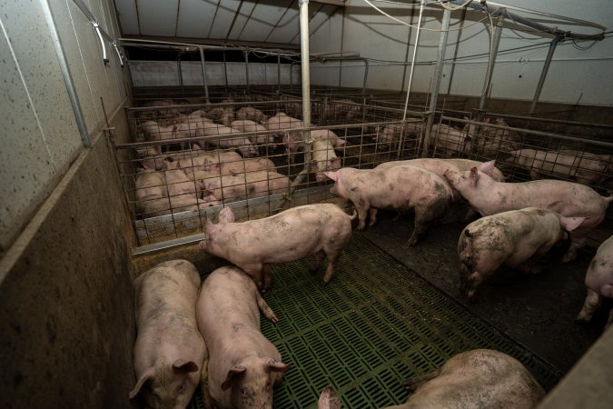 Grower pigs