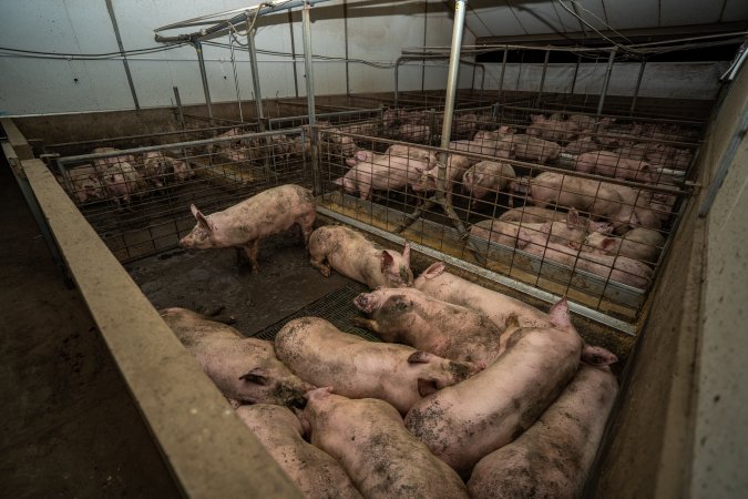 Grower pigs