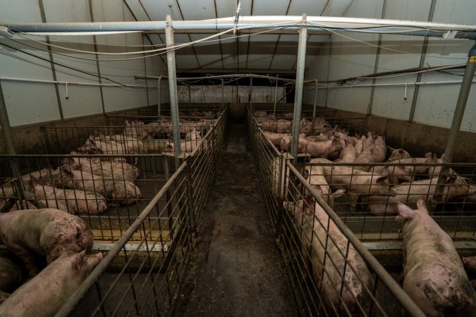 Grower pigs
