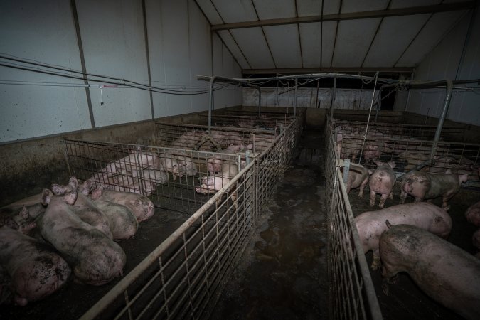Grower pigs