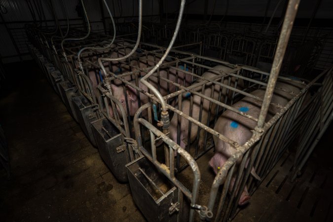 Sows in sow stalls