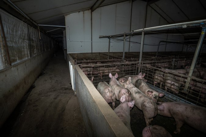 Grower pigs