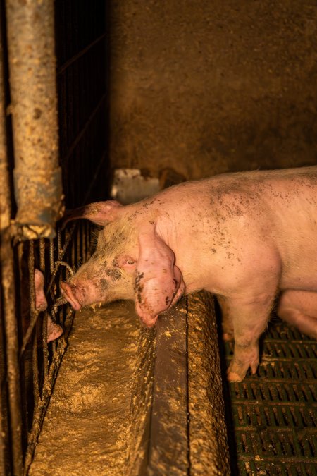 Grower pigs