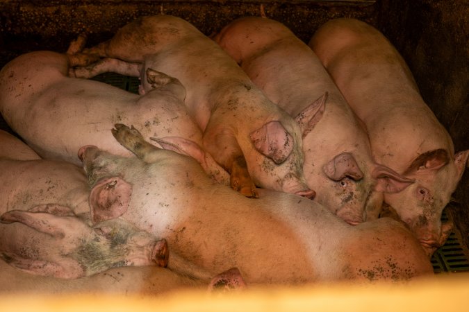 Grower pigs