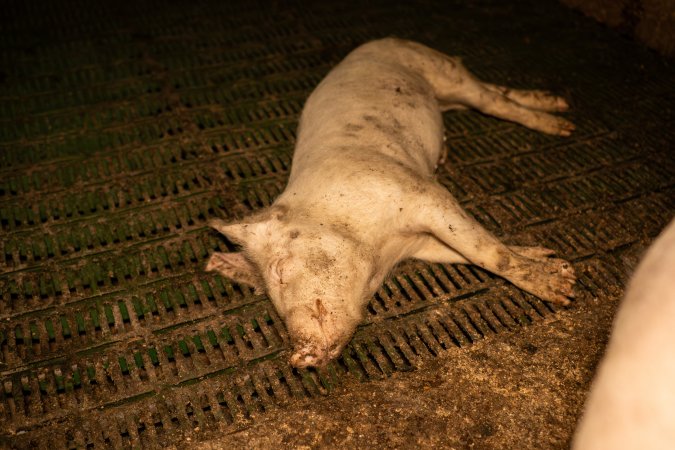 Dead grower pig